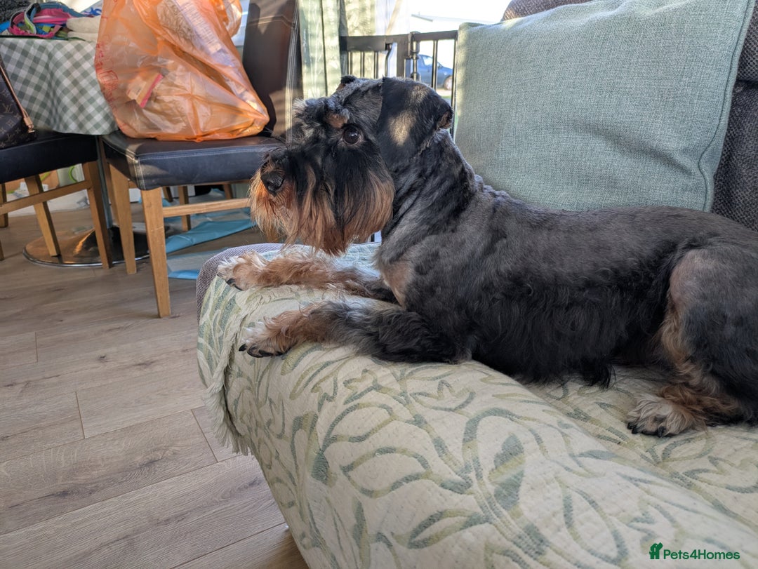 Schnoodle dogs for stud: RARE coloured mini schnoodle - Stud  - Image 2