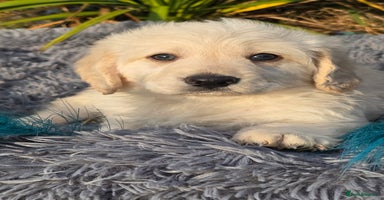 Labradoodle dogs - Advert 2