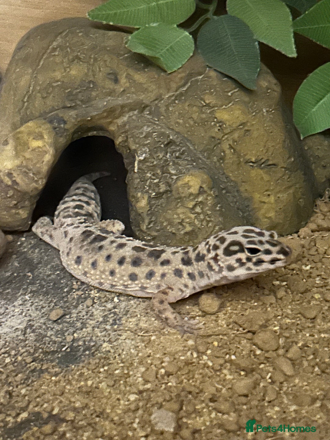 Leopard Gecko reptiles for sale: 3 year old leopard gecko complete setup.  - Advert 4