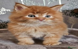 Maine Coon cats for sale: Champion Line Maine Coons –Rare, Fluffy, Gorgeous! - Image 3