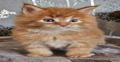 Maine Coon cats - Advert 1
