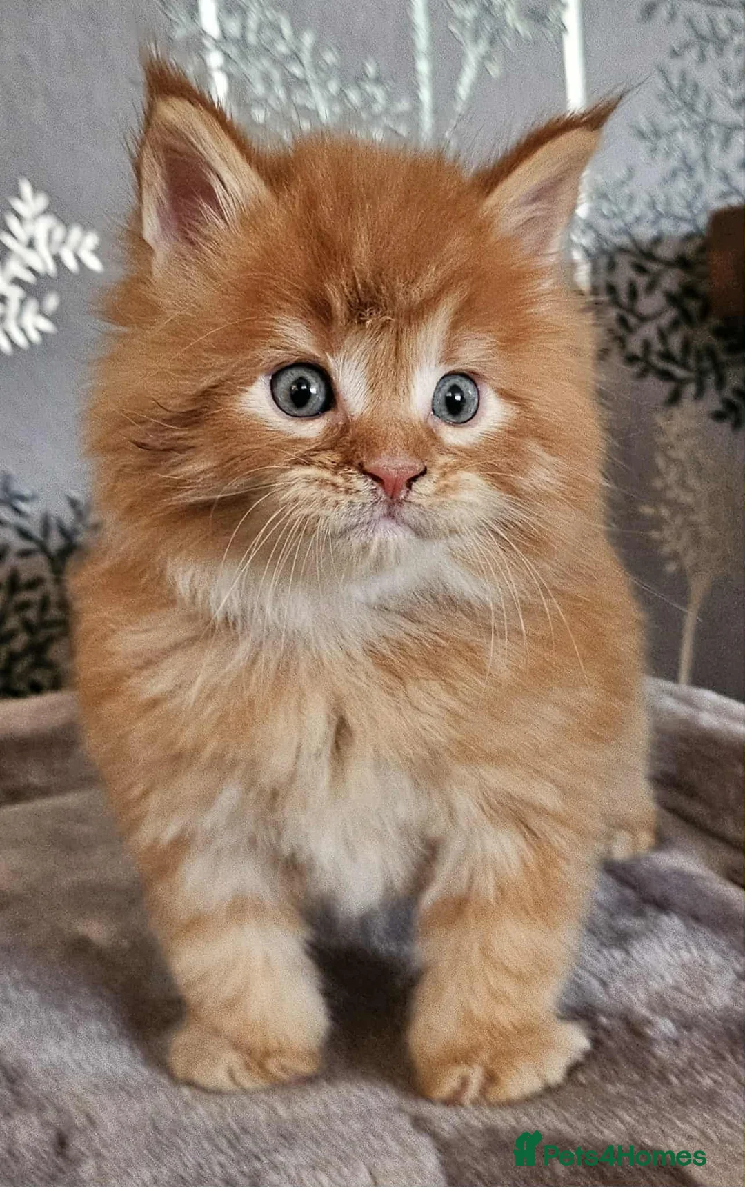 Maine Coon cats for sale: XXL Champion Line Maine Coons – Rare, Very Fluffy! - Advert 34