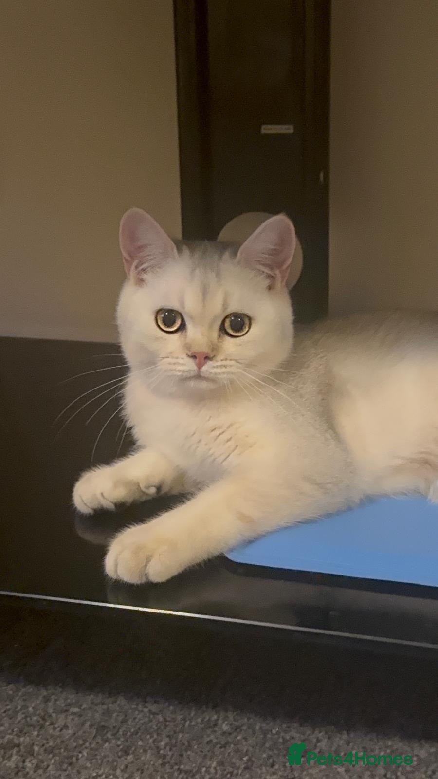 British Shorthair cats Rare GCCF Gold/Silver Tipped BSH Kittens - Advert 9