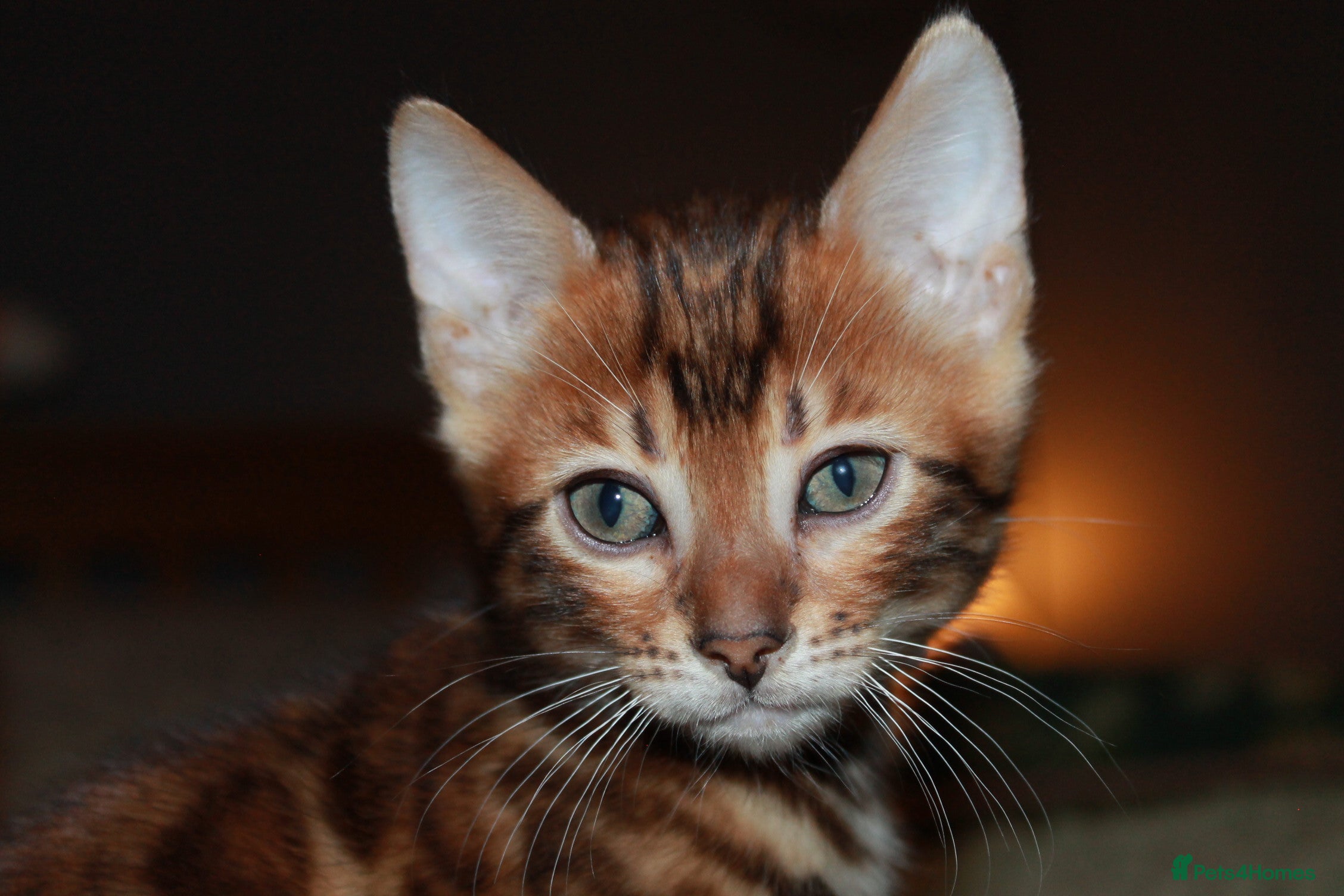 Bengal cats One Brown Bengal Boy Left - Ready 15/01/2026 - Advert 7