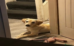 Labrador Retriever dogs for sale: Beautiful, loving Labrador Retriever forever home - Image 4
