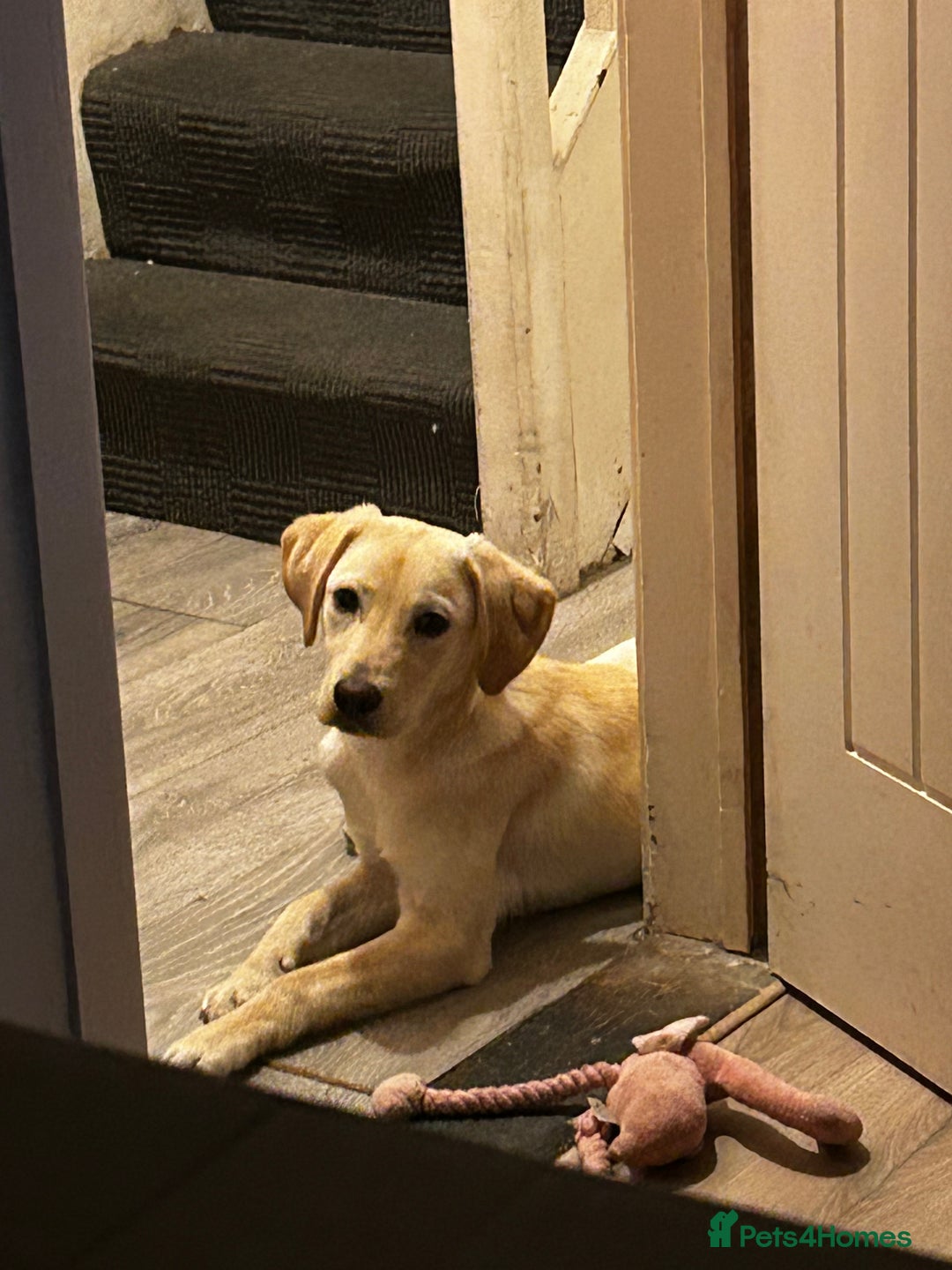 Labrador Retriever dogs for sale: Beautiful, loving Labrador Retriever forever home - Image 4