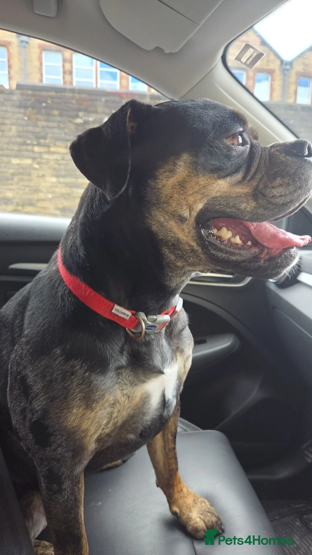 American Bulldog dogs for sale: Blue merle bulldog female 2yr old in Colne - Advert 2