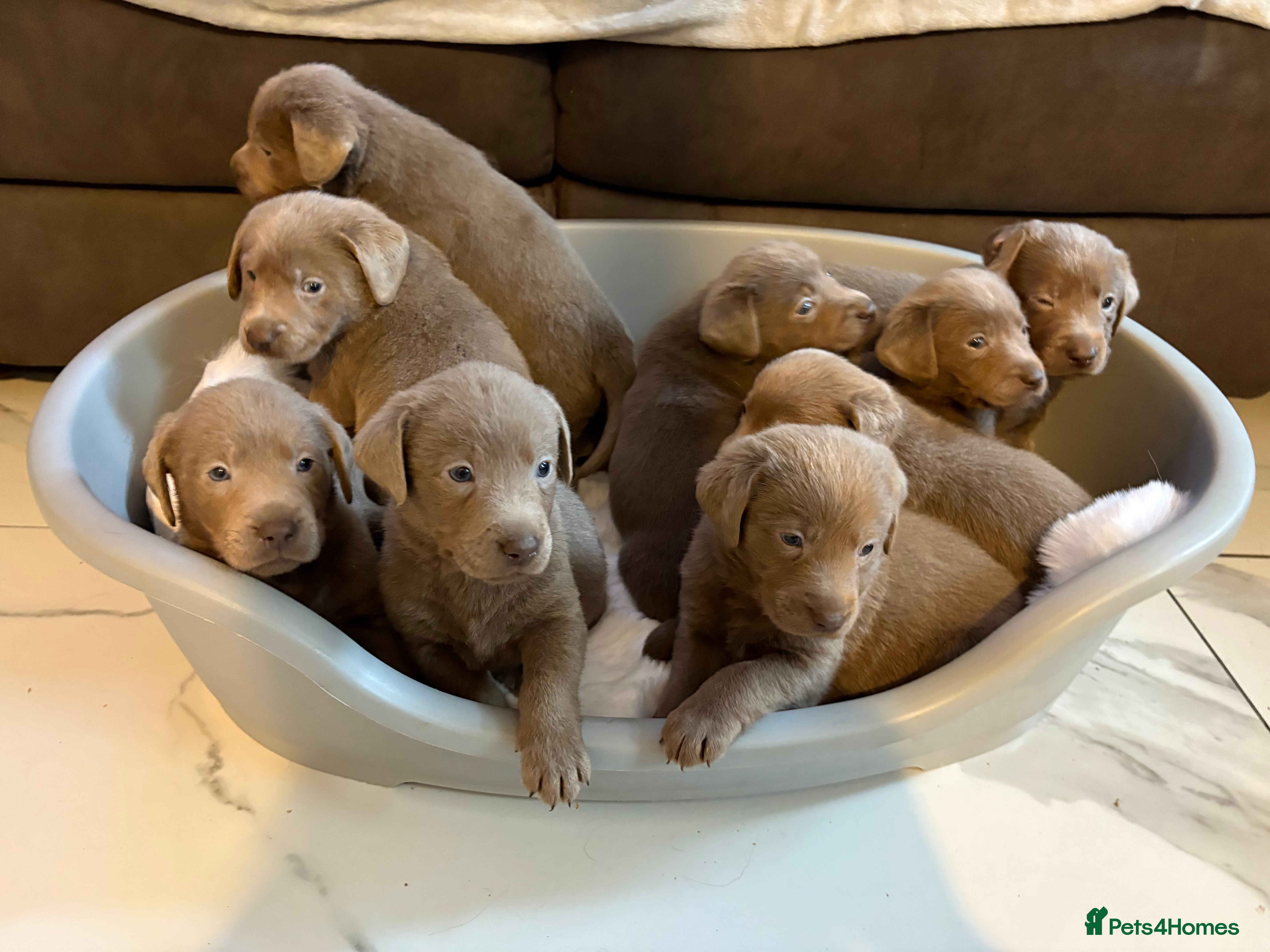 Labrador Retriever dogs Silver Labrador retriever puppies - Advert 10