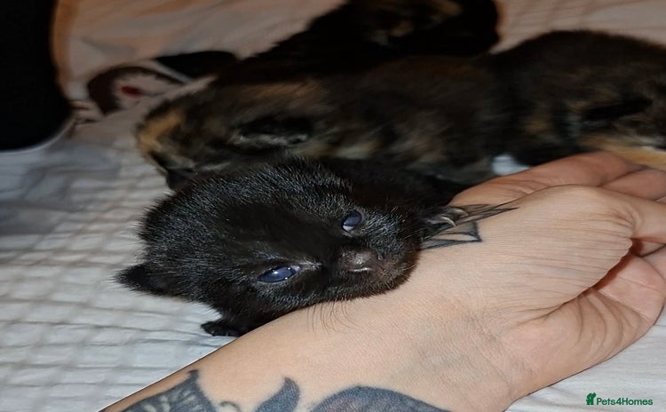 Domestic Shorthair cats 1 Black Kitten For Sale  - Advert 9