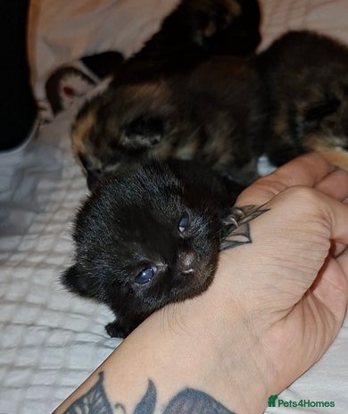 Domestic Shorthair cats 1 Black Kitten For Sale - Advert 9