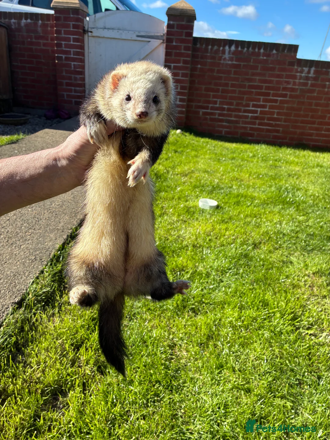Ferret rodents for sale: Female ferret - Advert 1