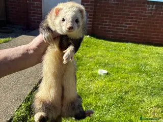 Ferret rodents Female ferret - Advert 1