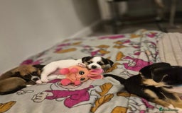 Mixed Breed dogs for sale: Jack chi puppy - Advert 4