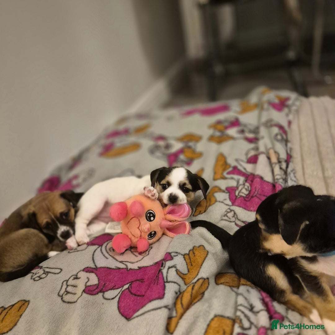 Mixed Breed dogs for sale: Jack chi puppy - Advert 4