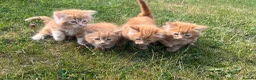 Mixed Breed cats for sale: Cats for sale  in Harlow - Advert 11