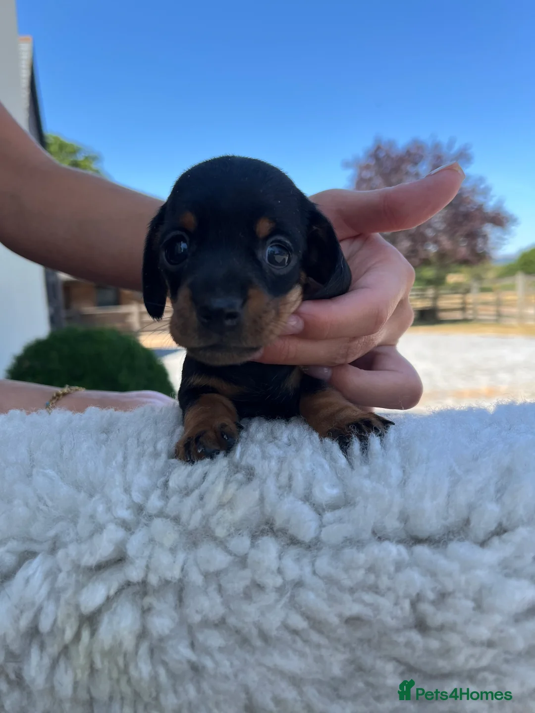 Miniature Dachshund dogs for sale: KC Reg miniature Dachshund puppies  - Advert 19