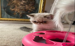 Exotic cats for sale: Outstanding Exotic Persian  - Image 7