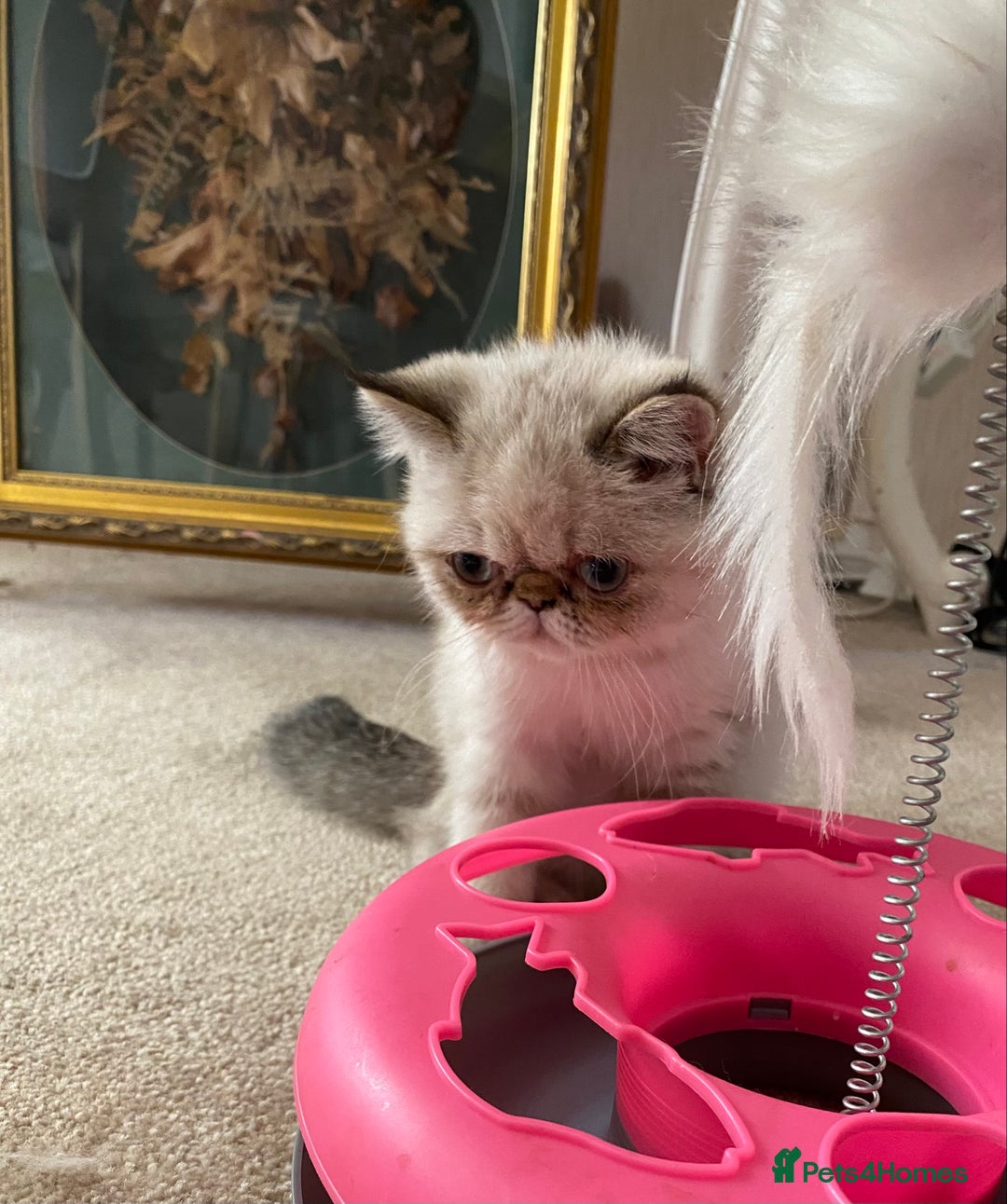 Exotic cats for sale: Outstanding Exotic Persian  - Image 7