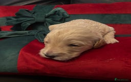 Cockapoo dogs for sale: ⭐️OUTSTANDING, HIGH QUALITY Cockapoo F1B Puppies⭐️ - Advert 34