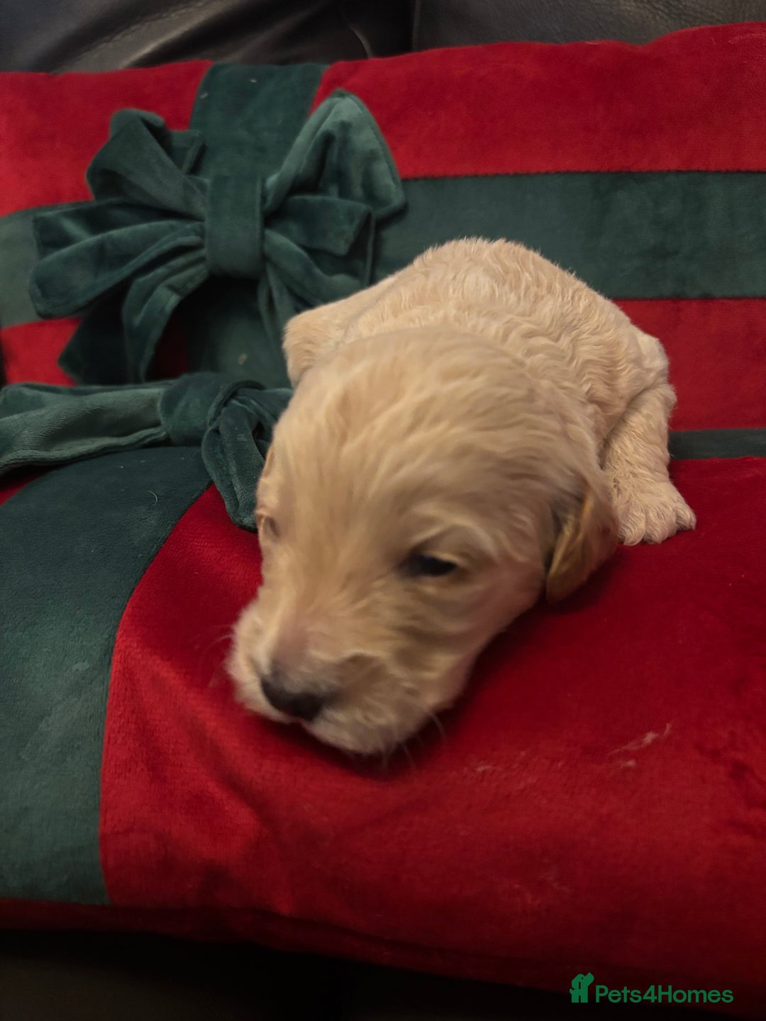 Cockapoo dogs for sale: ⭐️OUTSTANDING, HIGH QUALITY Cockapoo F1B Puppies⭐️ - Advert 34