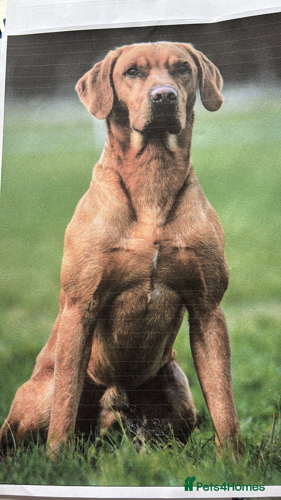 Labrador Retriever dogs for sale: Fully Health Tested Outstanding KC Reg Puppies - Advert 24