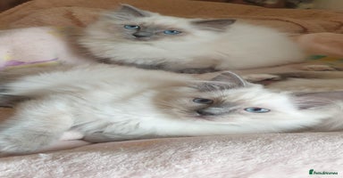 Ragdoll cats - Advert 13