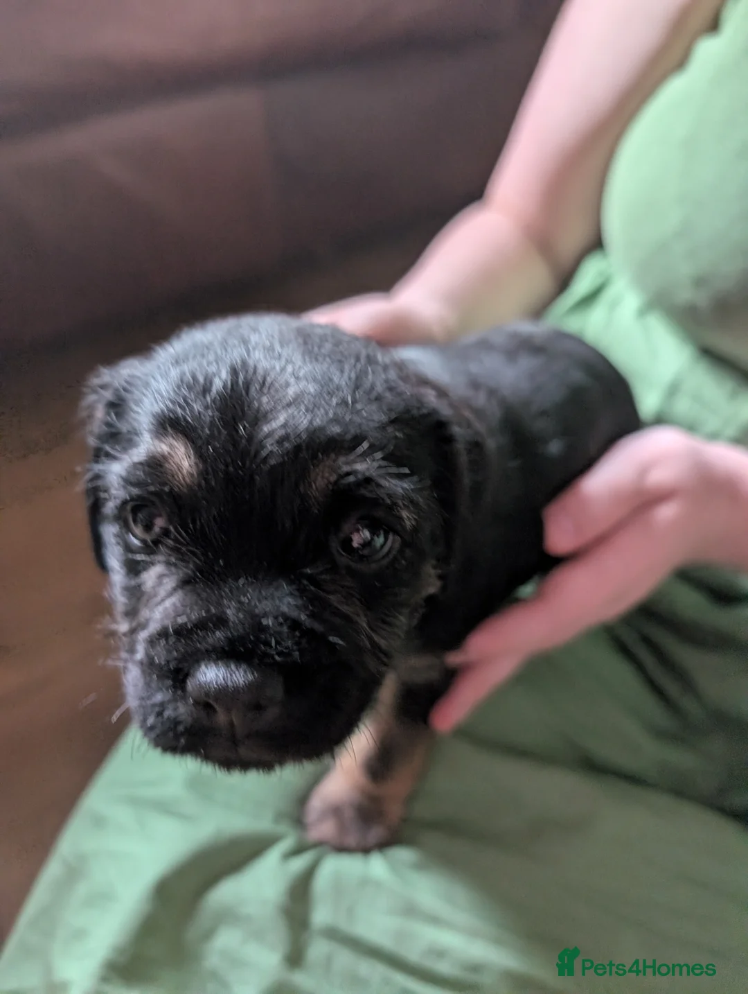 Border Terrier dogs for sale: Border terrier puppies for sale in Carlisle - Advert 12