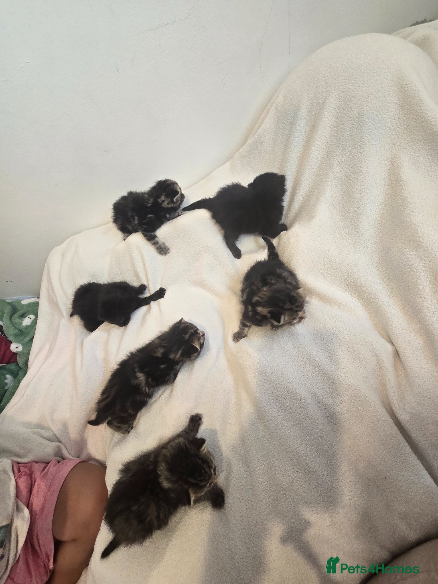 Mixed Breed cats Kittens mixed breed fluffy adorable  - Advert 1