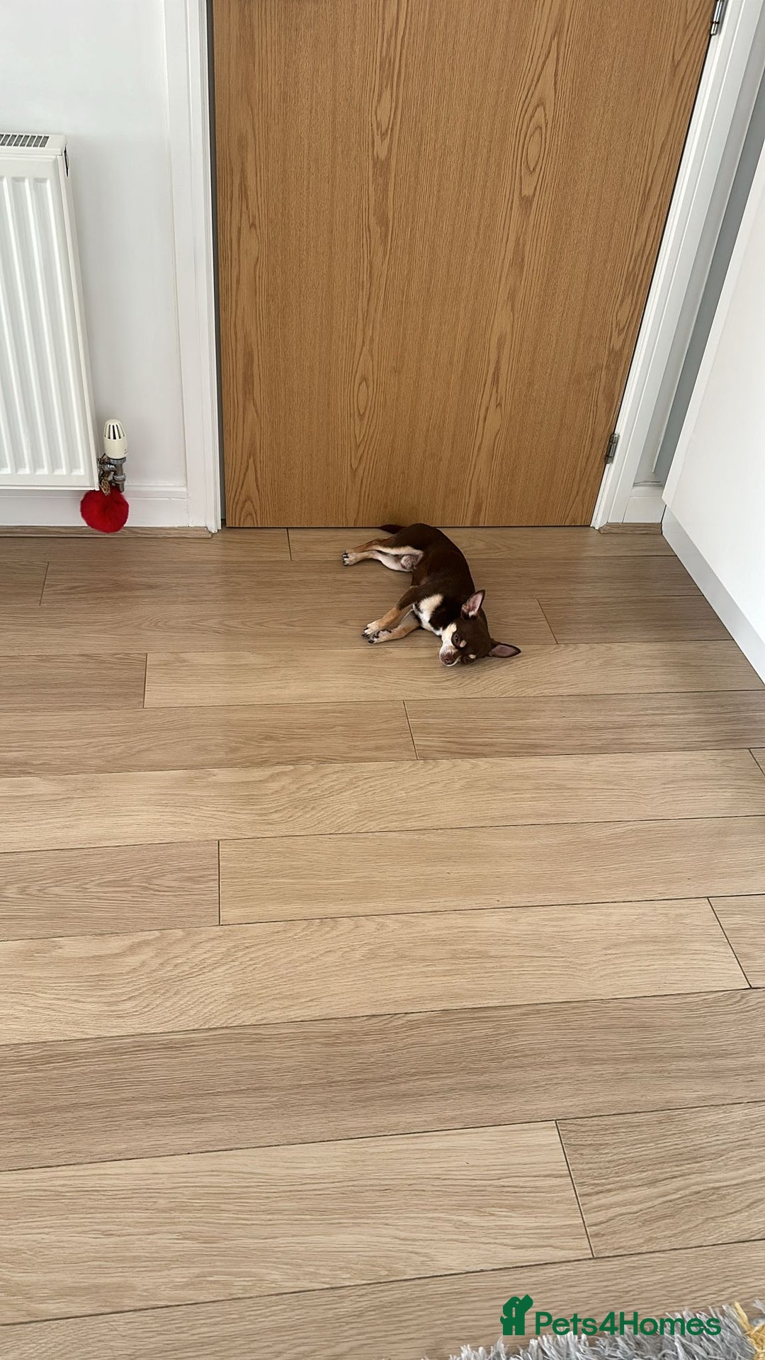 Chihuahua dogs for stud: Mr Samba  - Image 4