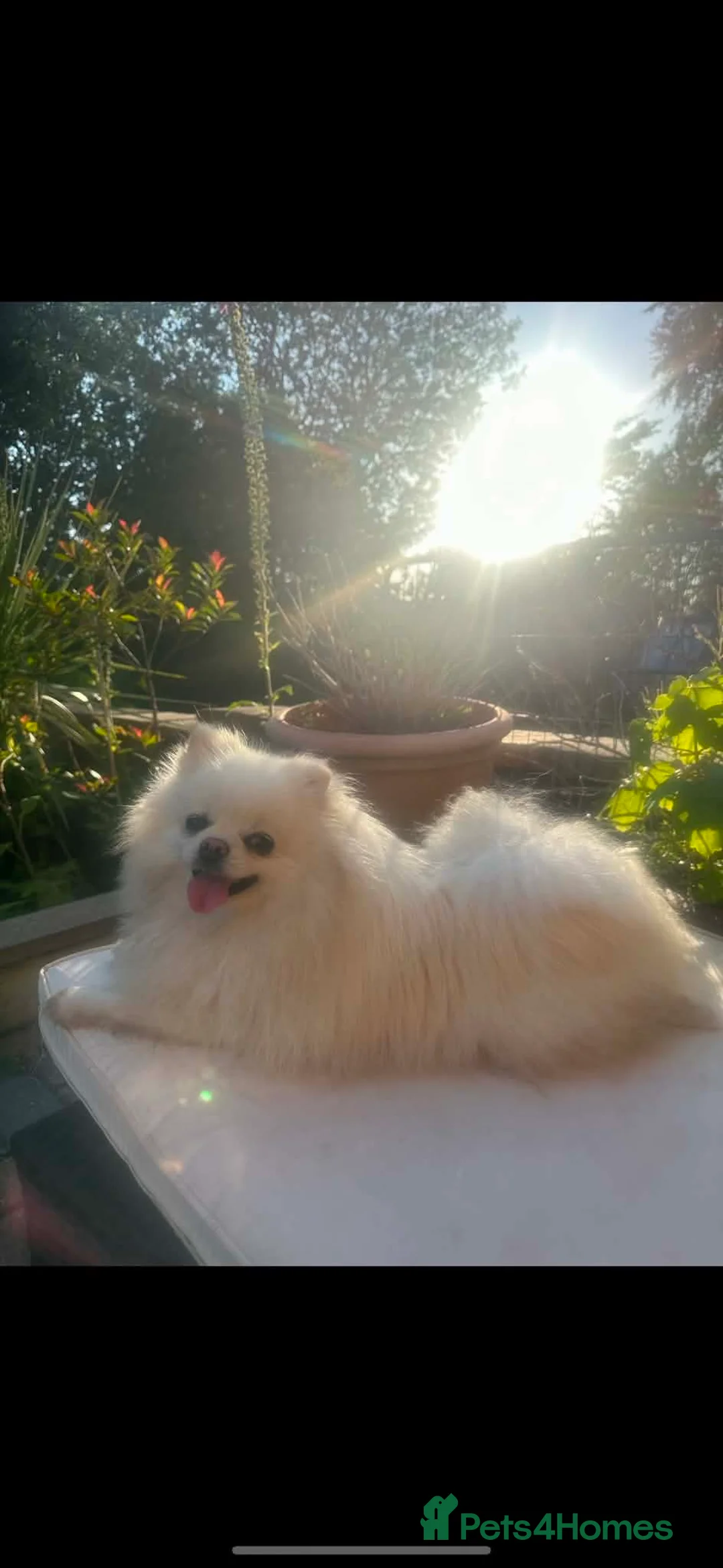 Pomeranian dogs for sale: Ultra tiny teddy bear Pomeranian boy - Advert 3