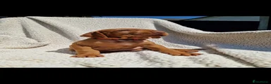 Hungarian Vizsla 2