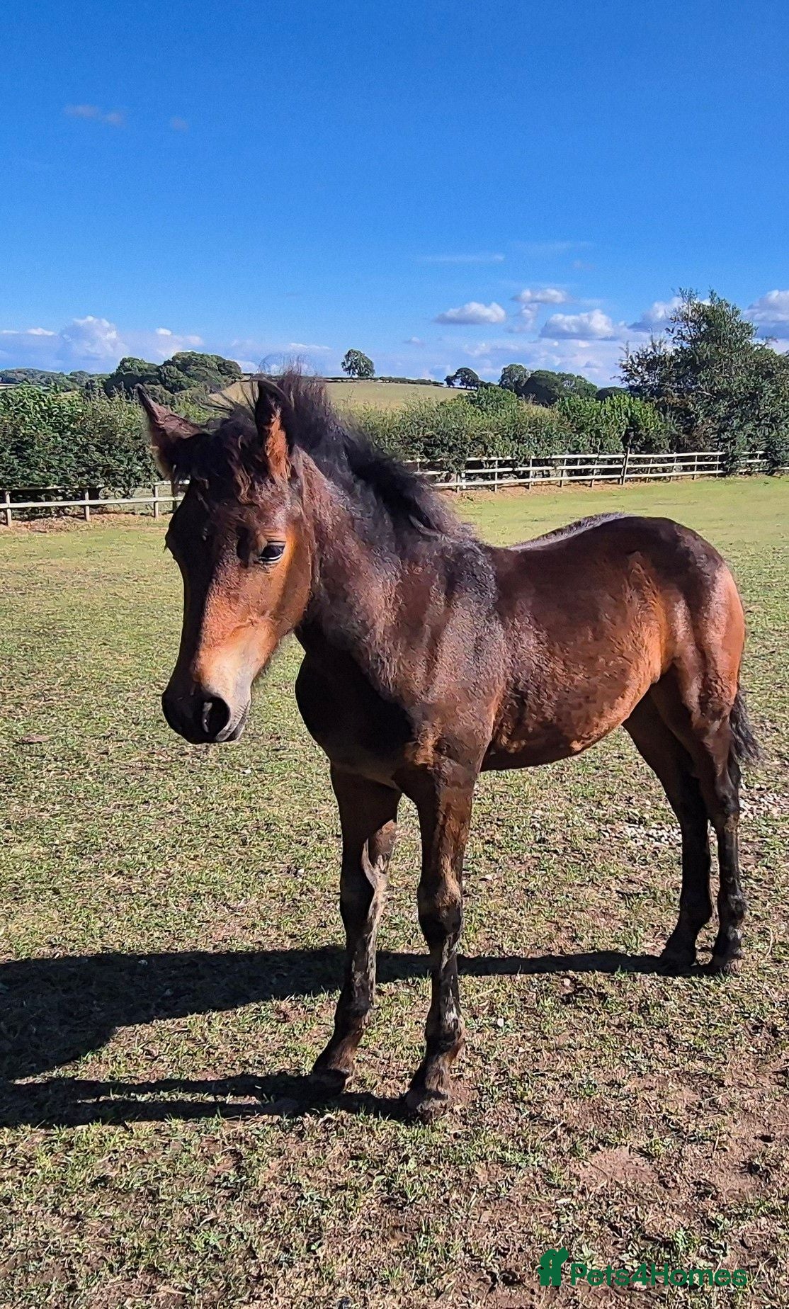 Connemara horses Top class showing prospect - Advert 1