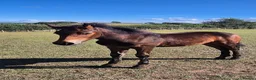 Connemara horses for sale: Top class showing prospect in Holywell - Advert 1