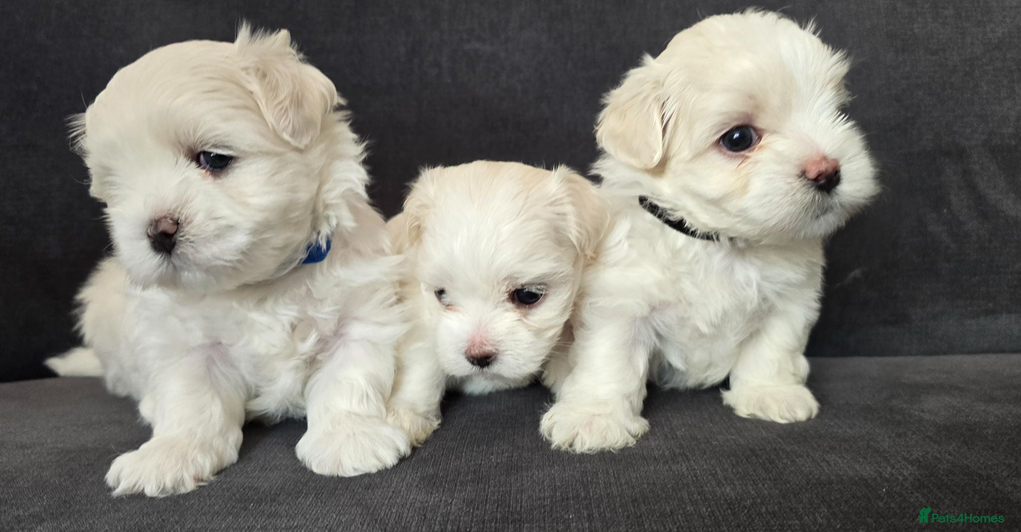 Maltese dogs ⭐️KC registered Maltese puppies⭐️ - Advert 2