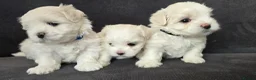 Maltese dogs for sale: ⭐️KC registered Maltese puppies⭐️ - Advert 3