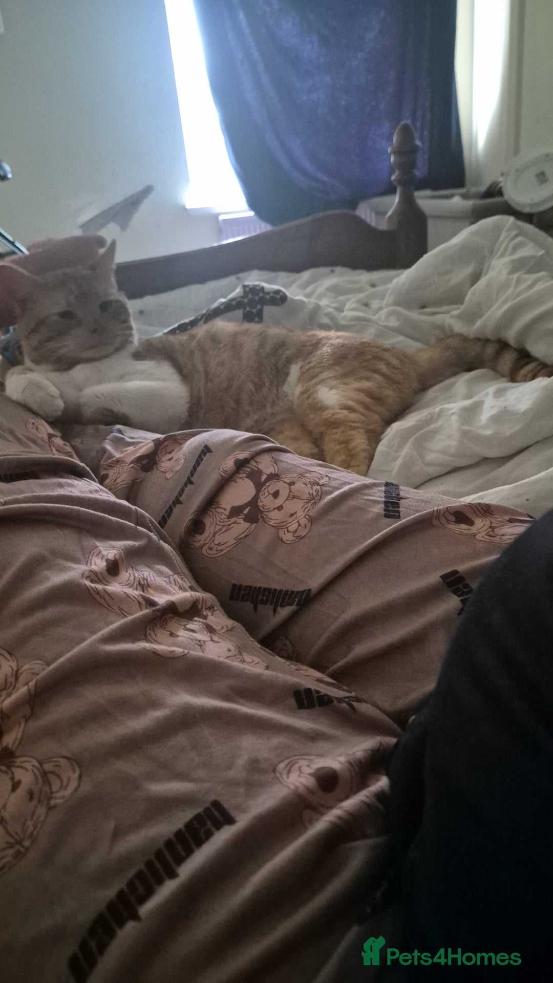 Mixed Breed cats for sale: Ginger cat for sale  - Advert 2