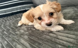 Morkie dogs for sale: Morkie puppies  - Advert 5