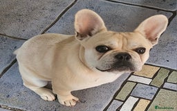 Frug dogs for sale: Female Frug (Kiki) - Image 2