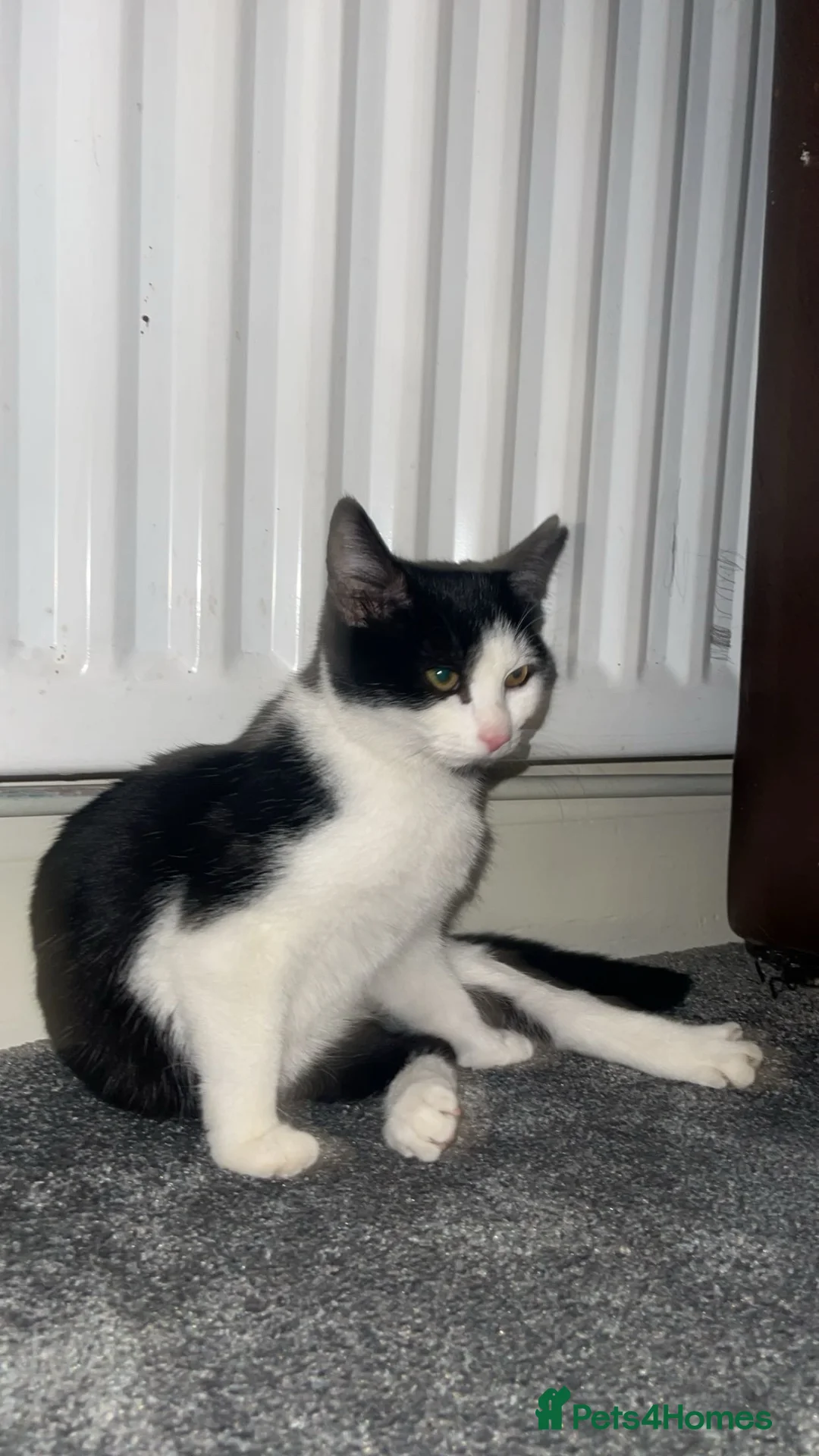 Domestic Shorthair cats for sale: REHOMING in Bolton - Advert 2