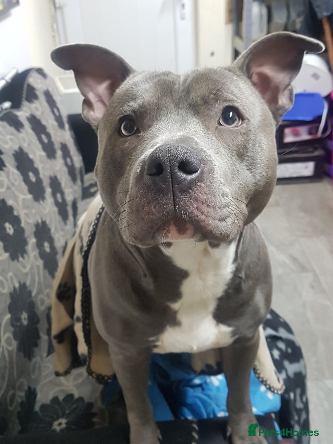 Staffordshire Bull Terrier dogs for sale: Staffordshire bull terrier  - Advert 6