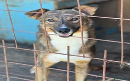 Mixed Breed dogs for adoption: SOMA - a Lovely young Boy, for a Loving Home - Image 6
