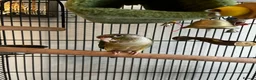 Conures birds for sale: Conure for sale with cage and toys - Advert 2
