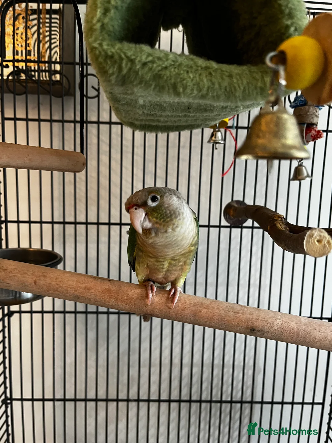Conures birds for sale: Conure for sale with cage and toys - Advert 2