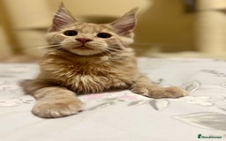 Maine Coon cats for sale: Last Ginger Boy Pure Mainecoon! - Image 26