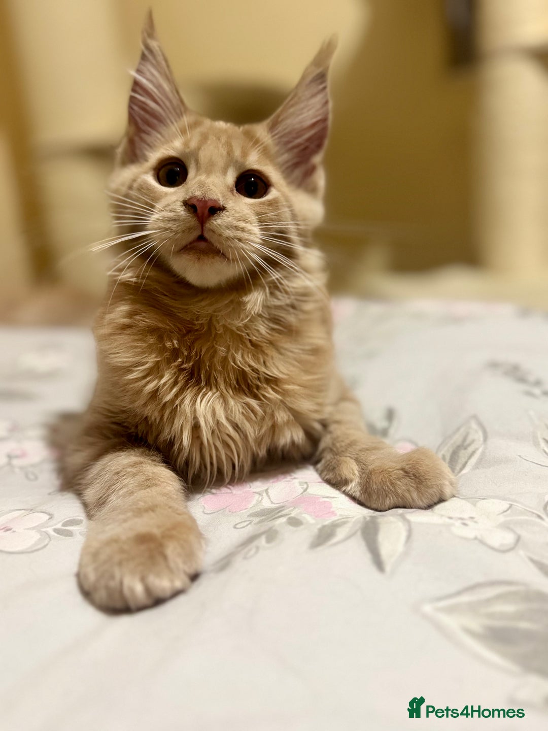 Maine Coon cats for sale: Last Ginger Boy Pure Mainecoon! - Image 26