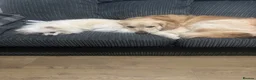 Golden Retriever dogs for stud: Extremely handsome boy in Southport - Advert 11