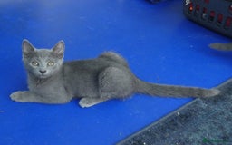 Russian Blue cats for sale: Pure Russian Blue kittens, *1 boy left* in Hove - Image 13