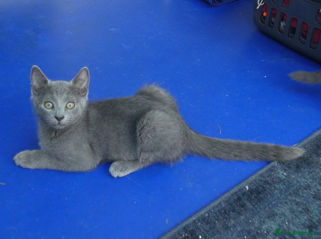 Russian Blue cats for sale: Pure Russian Blue kittens, *1 boy left* in Hove - Image 13