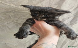 Maine Coon cats for sale: Black Smoke Kittens - Image 4