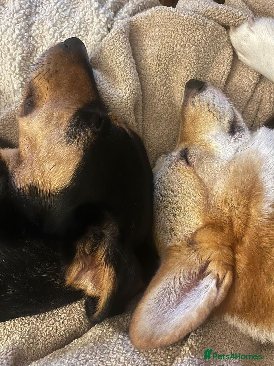 Welsh Corgi Pembroke dogs for sale: 5yo reactive Corgi needs loving, experienced owner - Advert 5